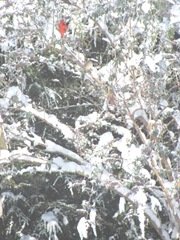 snowstorm 1.20.2012cardinal in back yard tree