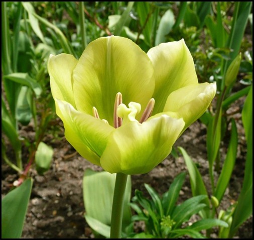 tulipa-spring-green-flower2