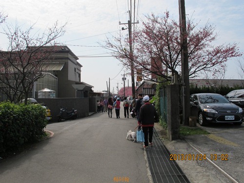 平菁街42巷寒櫻 - 118