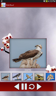 Birds Calls Sounds Screenshots 8