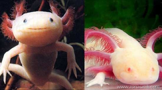 axolotlmexican01