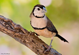 Download mp3 aneka burung finch owl finch