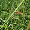 Smartweed Caterpillar