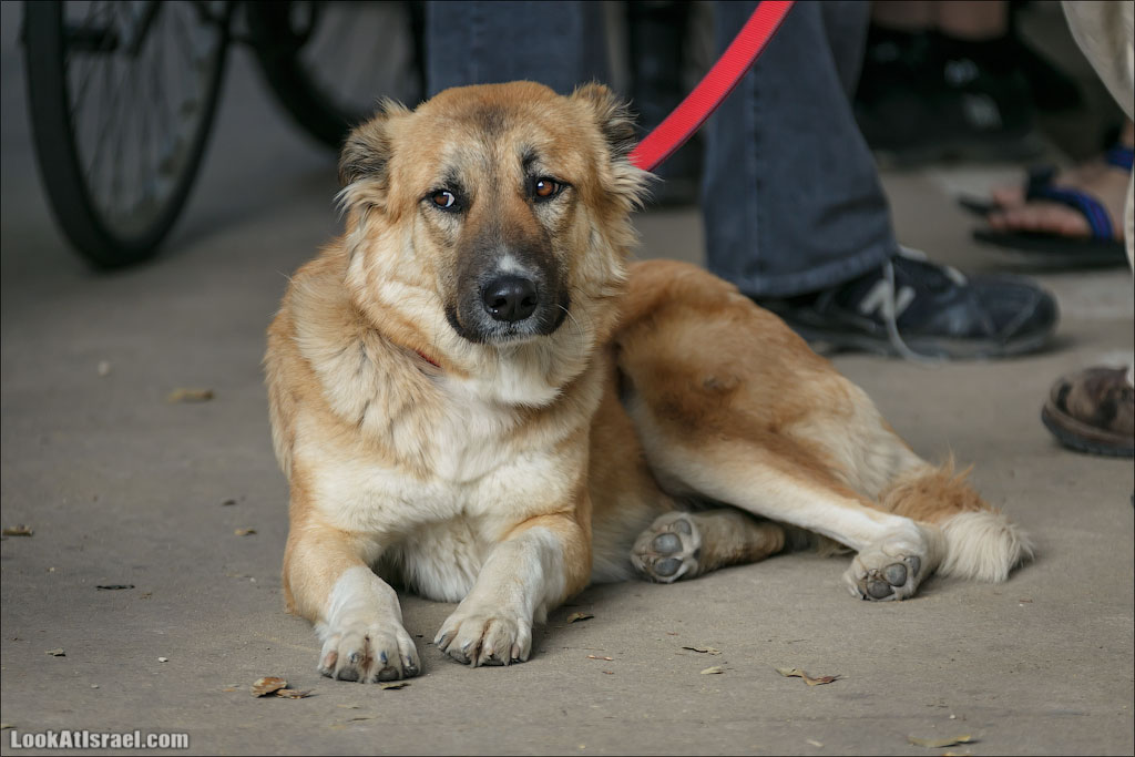 LookAtIsrael.com - Фото путешествия по Израилю | Портреты собак Тель Авива