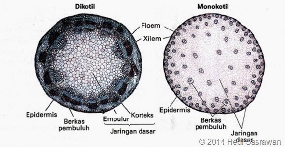 batang dikotil dan monokotil