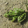 Northern Leopard Frog