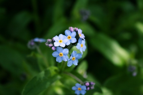Forget_me_not_flower