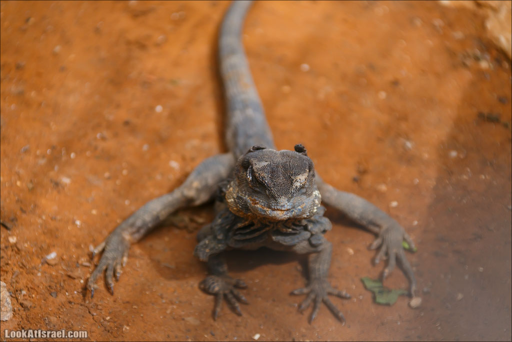 Ган Гуру - парк с кенгуру и другими австралийскими животными | Gan Guru | גן גורו | LookAtIsrael.com - Фото путешествия по Израилю