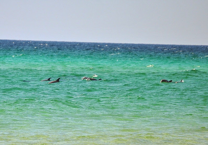 [03---Dolphin-on-Beach4.jpg]