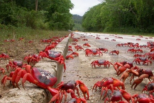 [red-crab-01%255B5%255D.jpg]