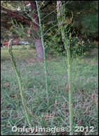 asparagus1017