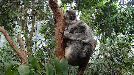 Fauna Australia: Koala in Sydney Wildlife