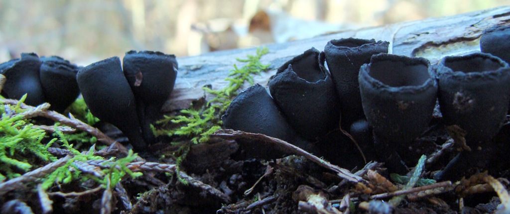 [cropped-urnulas5.jpg]