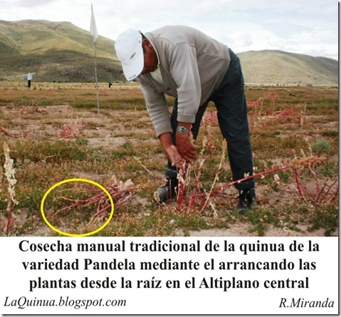 Cosecha manual tradicional de la Quinua