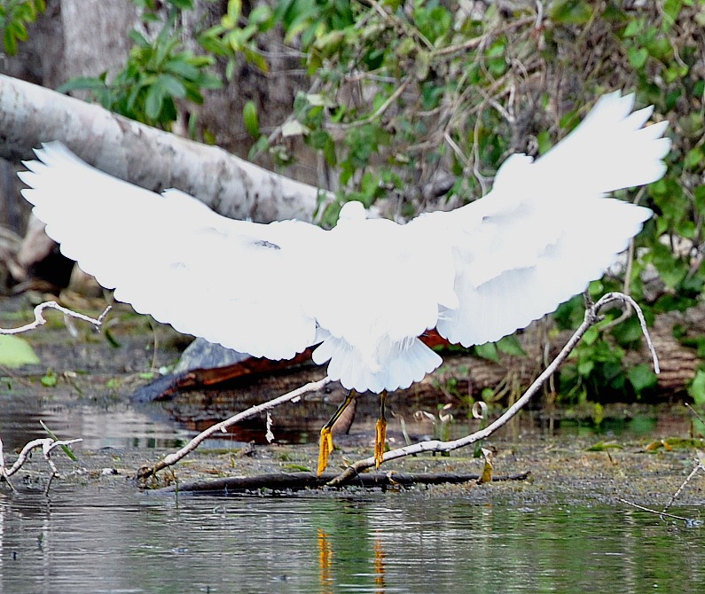 [08%2520-%2520Animals%2520-%2520Snowy%2520Egret%25202.jpg]