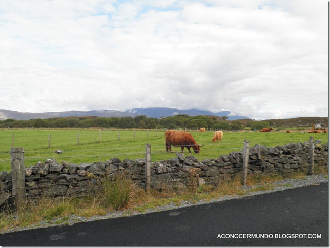 Isla de Skye-Vacas-PA050204