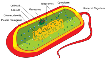 struktur bakteri