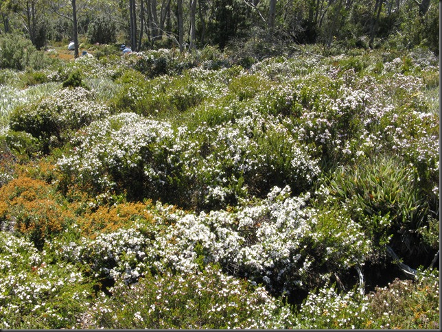 Boronia citriodora