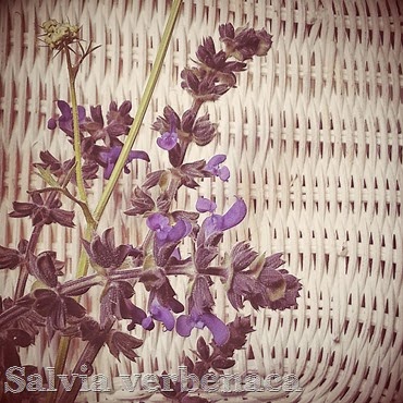 salvia verbenaca purple spring wild flower