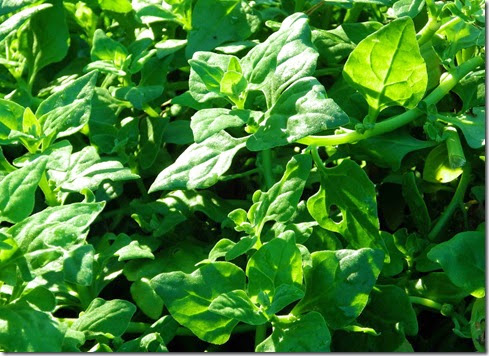 New Zealand Spinach