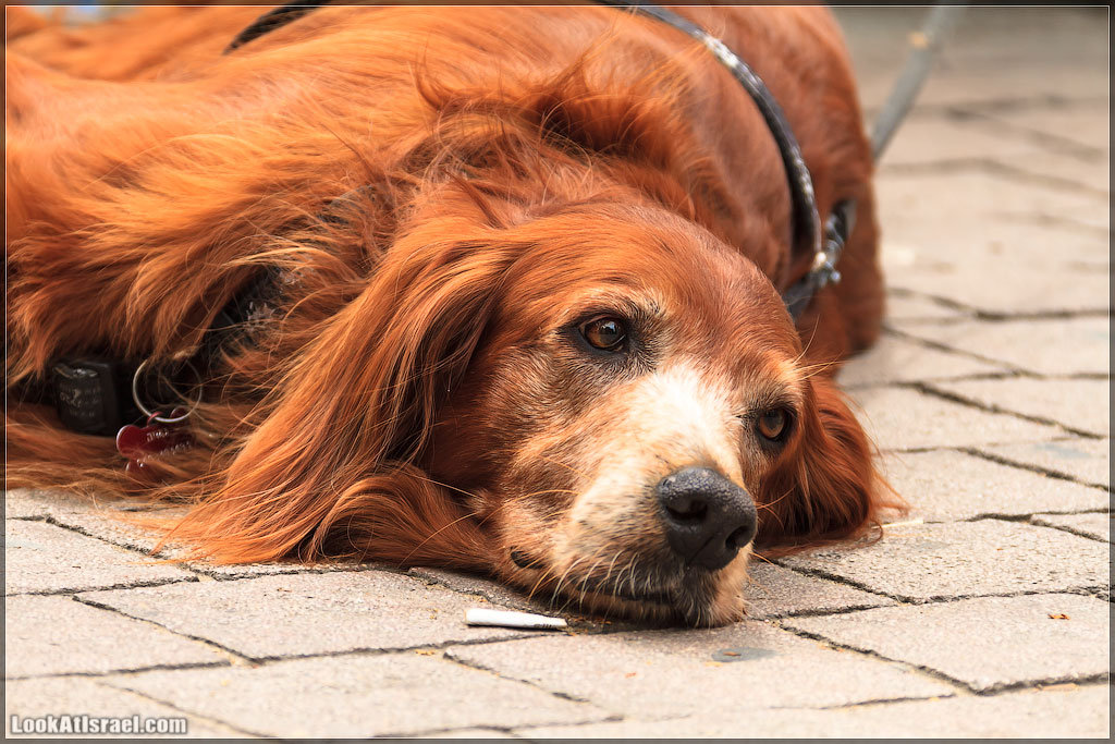LookAtIsrael.com - Фото путешествия по Израилю | Портреты собак Тель Авива