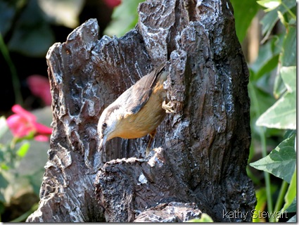 Nuthatch getting a drink