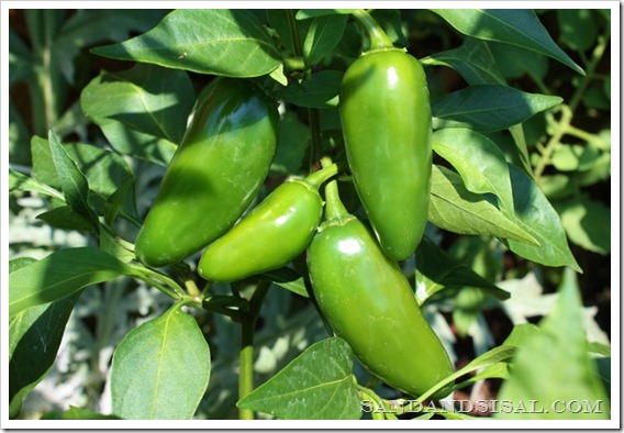 jalapeno cluster 