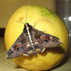 Beer / Sundowner moth