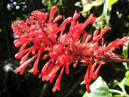 [Odontonema%2520strictum%25201%255B2%255D.jpg]