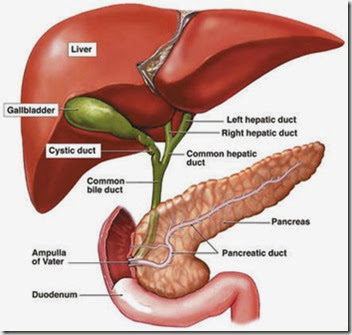 hepatic bile secretion composition and function