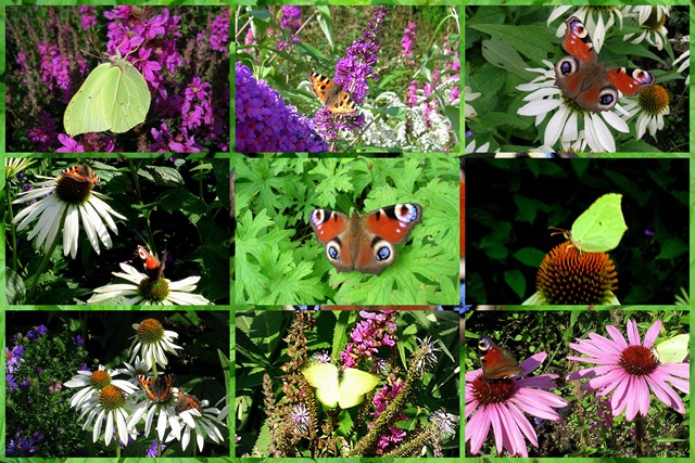 2010-08-21 butterfly3