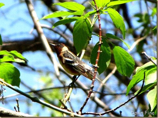 Bay-breasted Warbler (3)