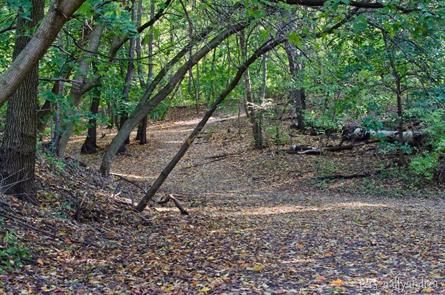 High Park Fall Colours | leaf covered path | personallyandrea.com