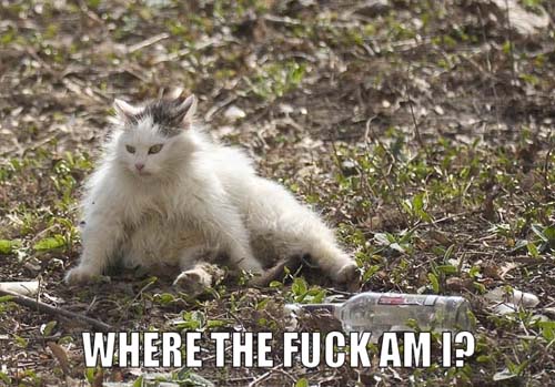 where the lolcat?