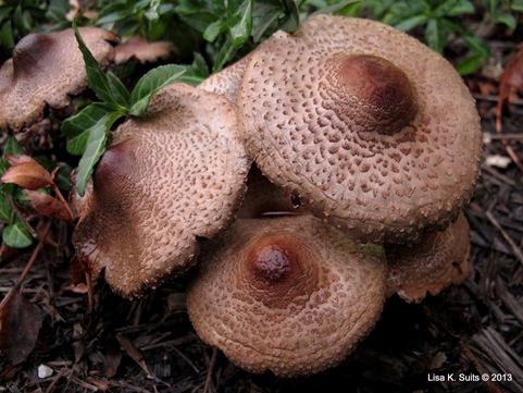 Lepiota caps