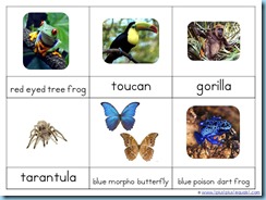 rainforest animals montessori nomenclature cards slide3 slide2
