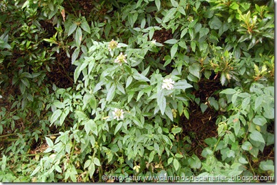 033 Sabinosa-malpaso-Sabinosa (Algaritope) 033 Sabinosa-malpaso-Sabinosa (Algaritope)