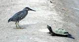 Little Heron getting acquainted with a turtle, Pasir Ris canal.