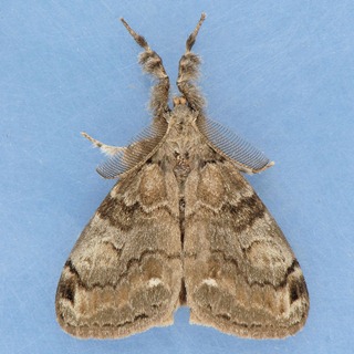 White-marked tussock Moth