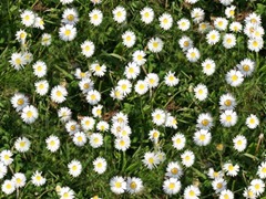 daisy-grass-repeating-background