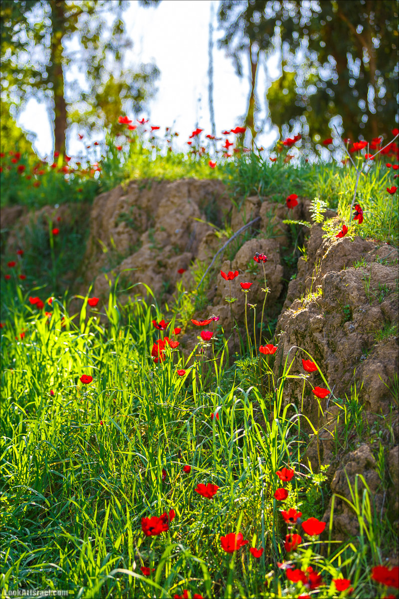 Анемоны (каланиет) пустыни Негев - Фестиваль Даром Адом в LookAtIsrael.com - Фото путешествия по Израилю | Red South festival of anemones in Negev | דרום אדום - קלניות בבארי