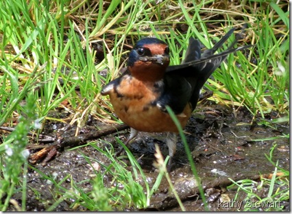 Barn Swallow gathering nesting material