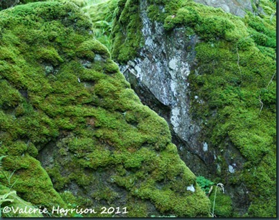 29-moss-covered-rocks