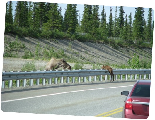 Baby Moose Crossing Road-4