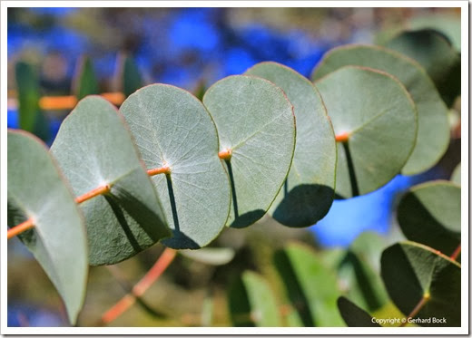 131124_UCD_Arboretum_AustralianCollection_Eucalyptus-perriniana_03