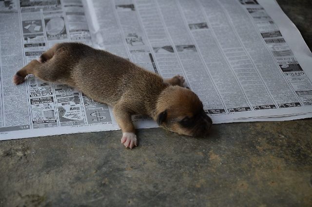 [Baby%2520TinTin%255B2%255D.jpg]