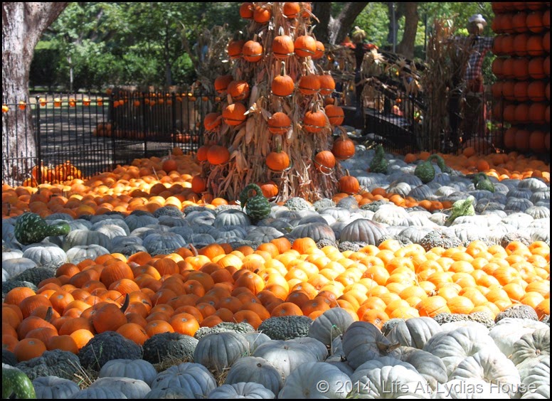 Dallas Arboretum - pumpkin festival-swan lake 3