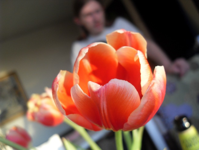 Tulipaner fra Emilie