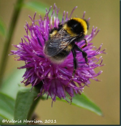 39-bee-on-knapweed