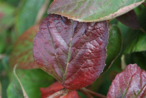 20081008 (1) (Small)